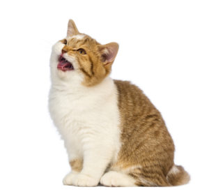 Animal sounds cat sound| languagecentre
